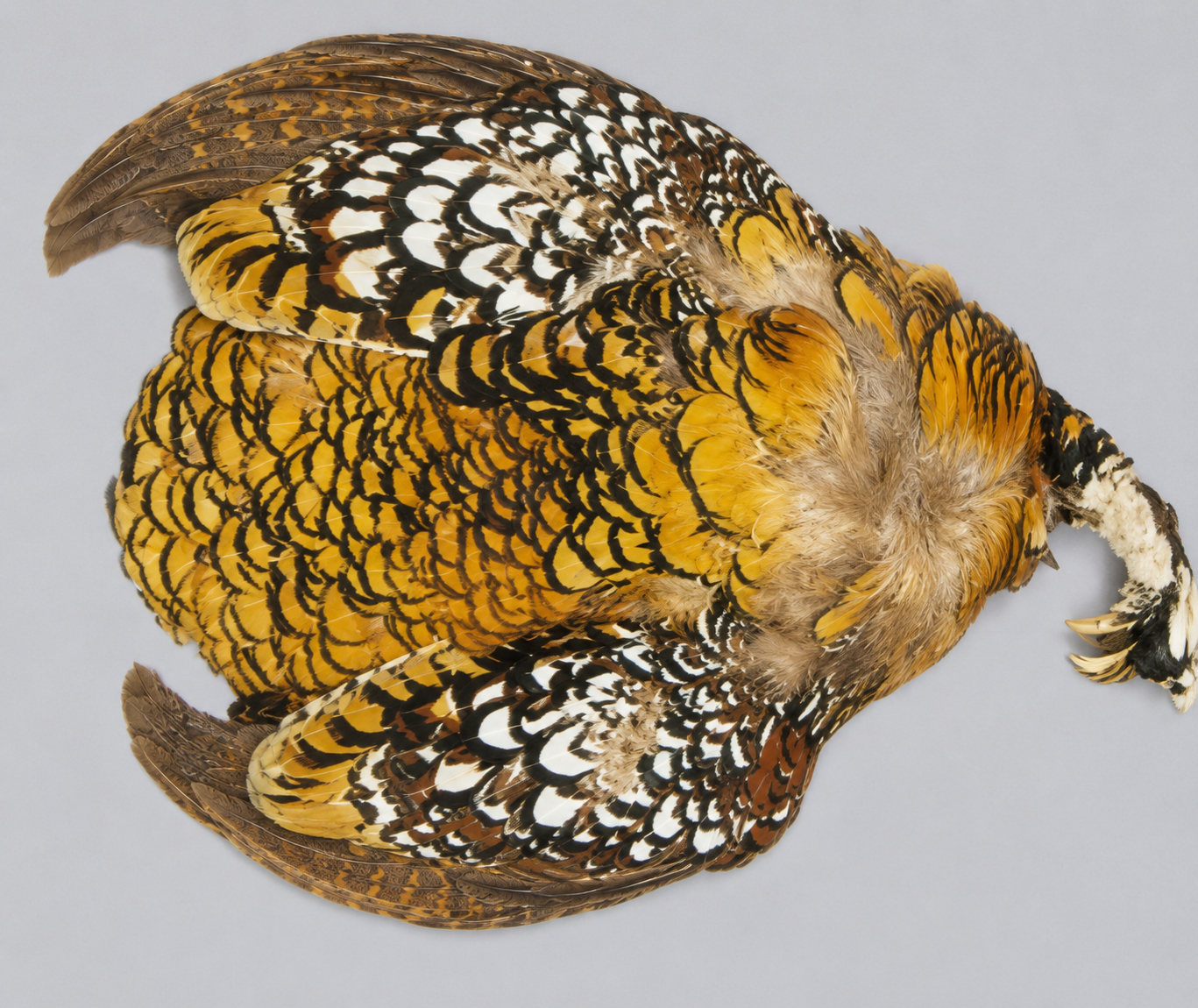 Reeves Venery Pelt (Skin)