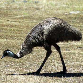 Emu Feathers