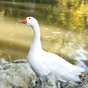 Goose Feathers