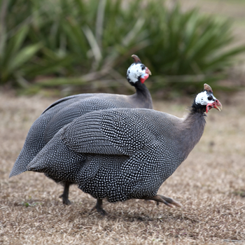 Guinea Feathers