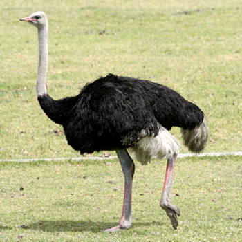 Ostrich Feathers