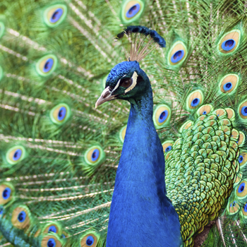 Peacock Feathers