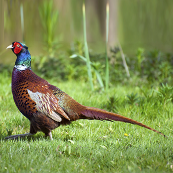 Pheasant Feathers