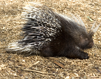 Porcupine Quills Natural
