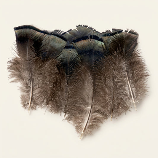 Turkey Bronze Plumage (Body) Feathers – 2”/4”