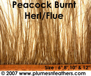 Peacock 'Burnt' Herl Fringe 10"
