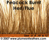 Peacock 'Burnt' Herl Fringe 10"