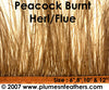 Peacock 'Burnt' Herl Fringe 10"