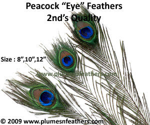 Nat. Peacock Feather 40"/50" Second’s