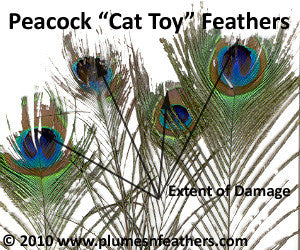 Cat Toy Peacock Feathers 20"/30"