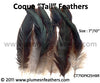 Half Bronze Loose Coque Tail Feathers 7”/10" 25Pcs.