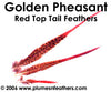 Golden Nat. "Redtop" Tail 4"/6"