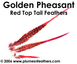 Golden Nat. "Redtop" Tail 8"/10"