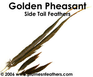 Golden Nat. Sidetail 24"/26"