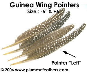Guinea Wings