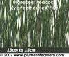 Peacock Herl Fringe 6"