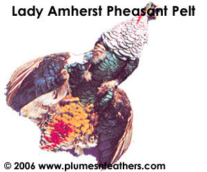 Lady Amherst Pelt (Skin)