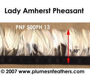 PH13 Pheasant L.Amherst Fringe