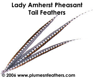 Lady Amherst Nat. Sidetail 6"/8"