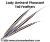 Lady Amherst Nat. Sidetail 22"/24"