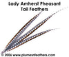 Lady Amherst Nat. Sidetail 4"/6"