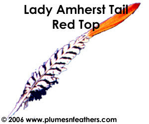 Lady Amherst Nat. "Redtop" Tail 8"/10"