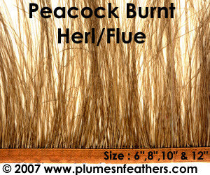 Peacock Herl Fringe 10"