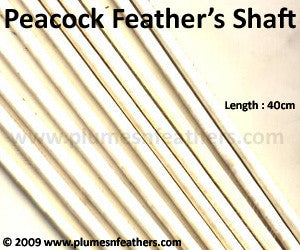 Peacock Feather Shaft
