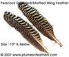 Peacock Mottled Wing Quills 5"/10"