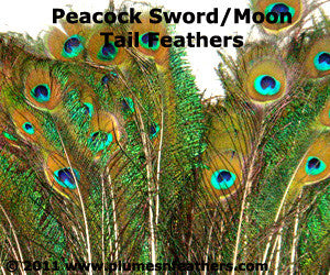 Nat. Peacock Sword Moon 10"/20”