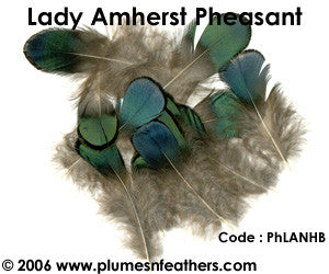 Lady Amherst Plumage 'A'