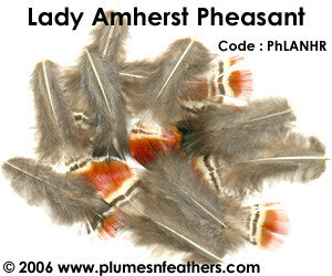 Lady Amherst Plumage 'B'