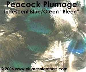 Blue/Green (Bleen) Plumage (Iridescent) 25 Pieces
