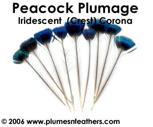 Blue Corona Crest (Iridescent) 10 Pieces