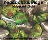 Gold Plumage (Iridescent)