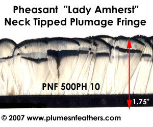 PH10 Pheasant L.Amherst Fringe