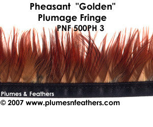 Ph3 Pheasant Golden Fringe