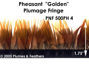 PH4 Pheasant Golden Fringe