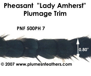 PH7 Pheasant L.Amherst Trim