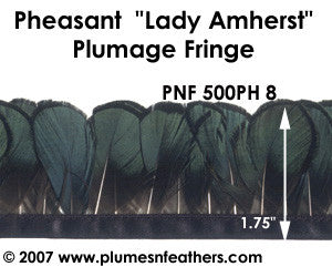 PH8 Pheasant L.Amherst Fringe