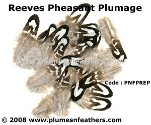 Reeves Plumage 'A'