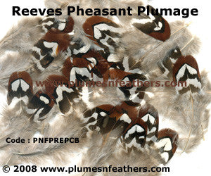 Reeves Plumage 'B'