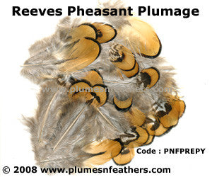 Reeves Plumage 'C'