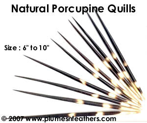 Nat. Porcupine Quill 6"