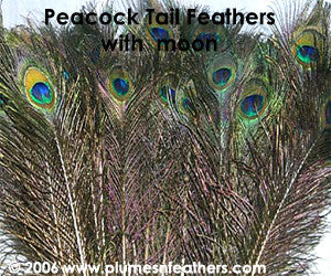 Nat. Peacock Feather 35"/40"