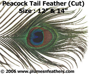 Peacock Cut Eye Feathers