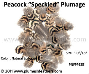 Natural Peacock Speckled Plumage Feathers – 25 Pieces