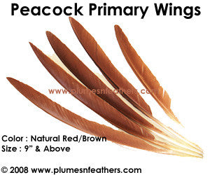 Peacock Brown Wing Quills 9"/14"