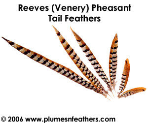 Reeves (Venery) Nat. Sidetail 14"/16"