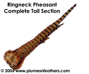 Ringneck Natural Tail Clump